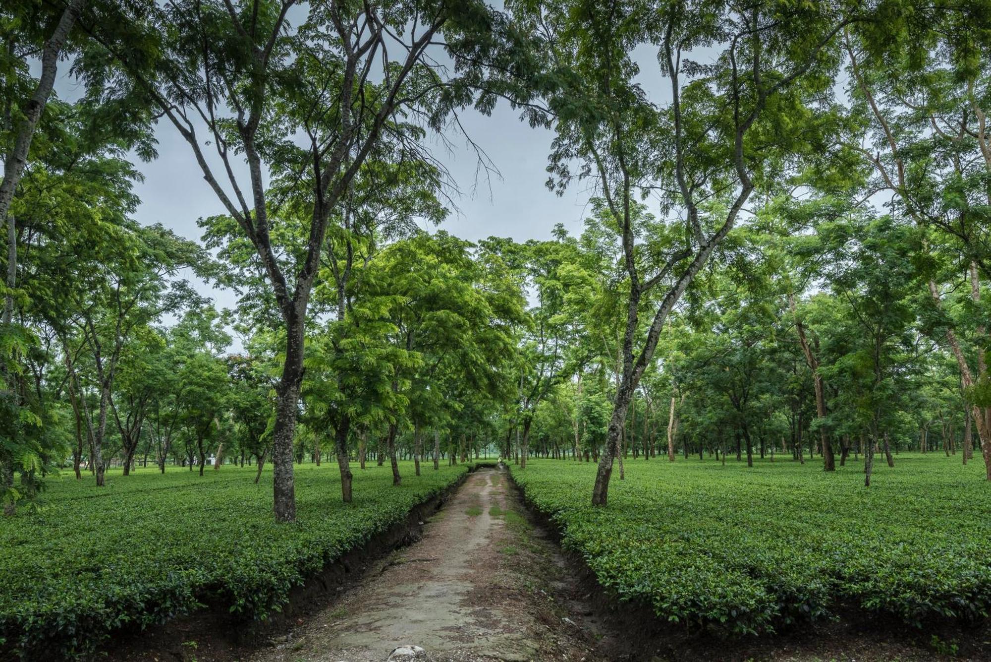 Отель Tusker Tea County Chalsa Экстерьер фото